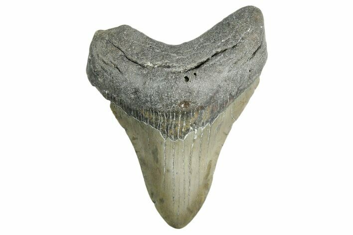 Fossil Megalodon Tooth - North Carolina #355720